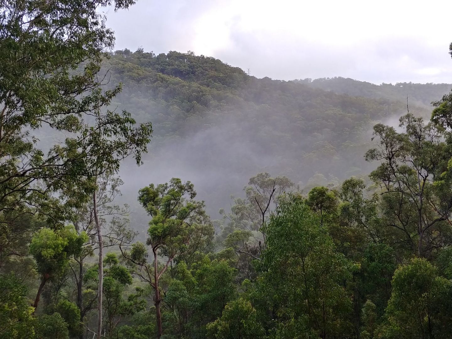 Tallebudgera Valley QLD 4228 Vacant Land for Sale Domain