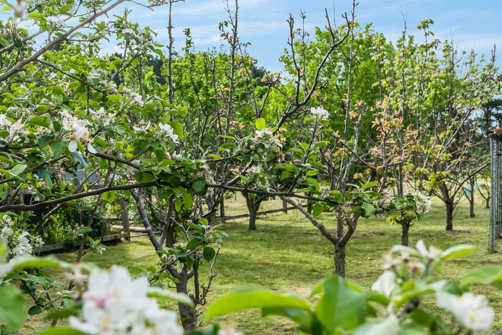 Additional image 21 of 1121-1129 Murradoc Road, St Leonards VIC 3223