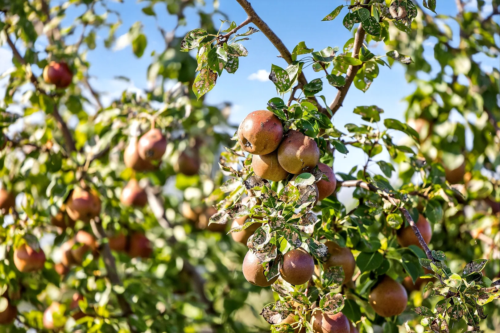 Additional image 21 of 185 McNamaras Road, Sarsfield VIC 3875