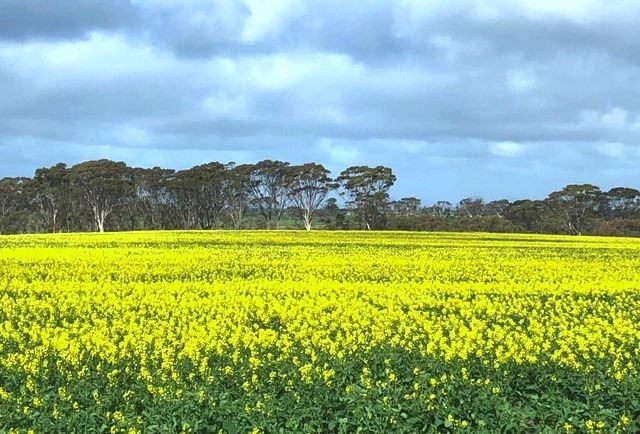 Gnowangerup WA 6335, Image 2