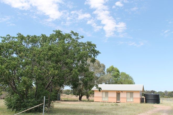 Picture of STUBBO NSW 2852