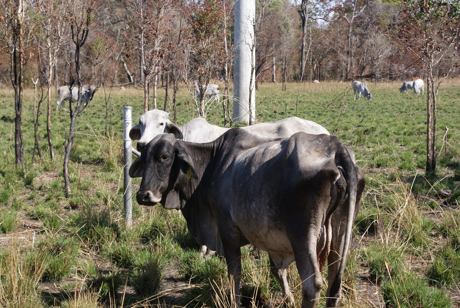 Lot 17 /2300 Fingerboard Road, Mount Tom QLD 4677, Image 1