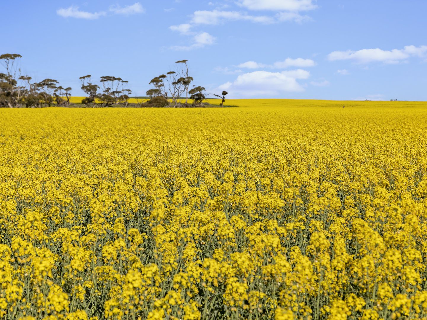 'Camden' 864 Gypsum Road, Cooke Plains SA 5261, Image 2