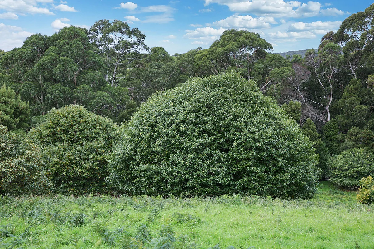 Additional image 18 of 110 Staffords Road, Johanna VIC 3238