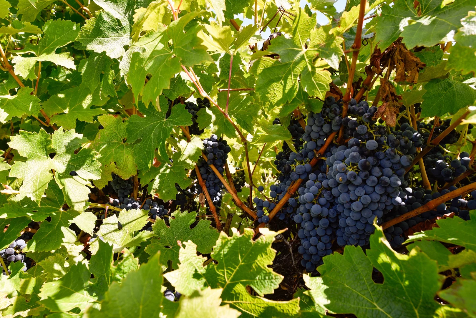 Additional image 22 of V&A Lane, Coonawarra SA 5263