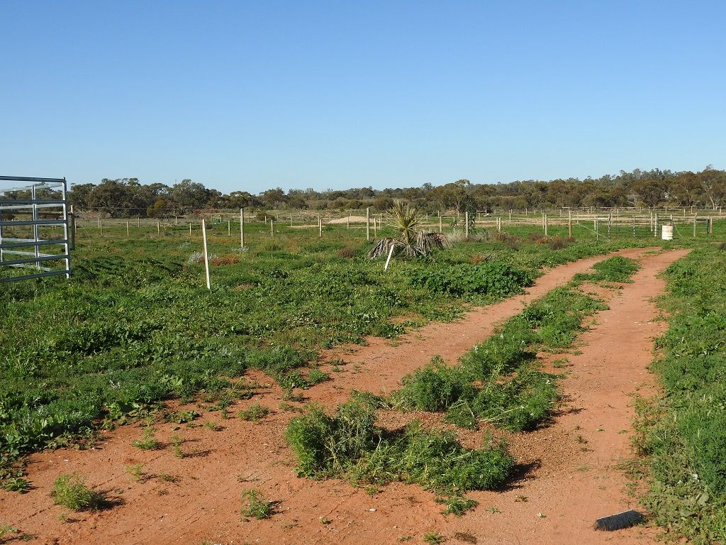Lot 2 O'Connor Street, Balranald NSW 2715 Farmlet for Sale 230,000
