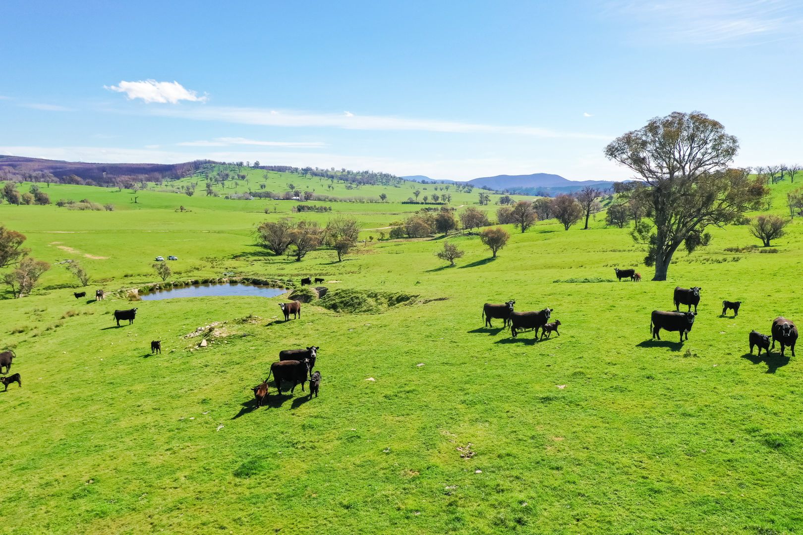 'DUNOLLIE PARK', Tooma NSW 2642, Image 1