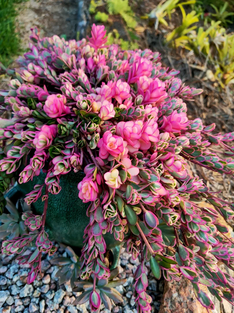 Additional image 33 of 17 Cahill Close, Peeramon QLD 4885