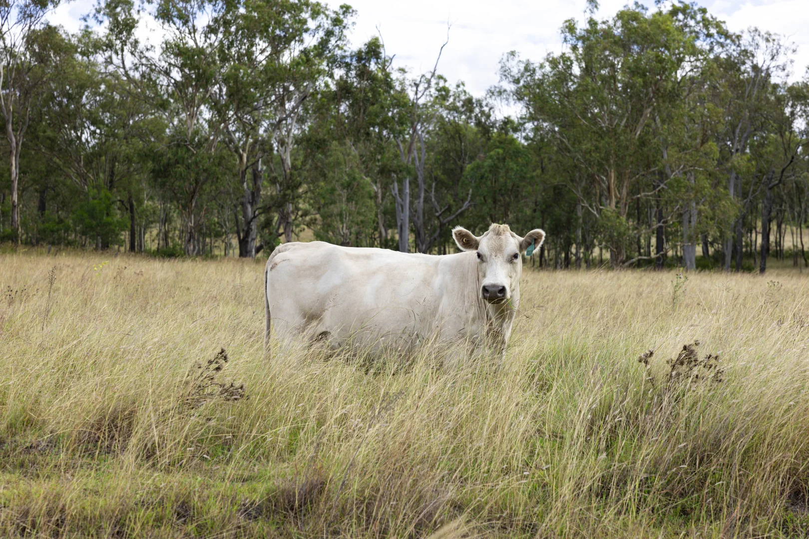 Additional image 13 of 2492 New England Highway, Cooyar QLD 4402