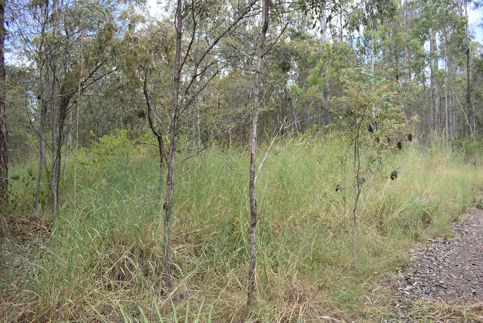 Additional image 10 of Lot 80 Keenes Road, Bauple QLD 4650