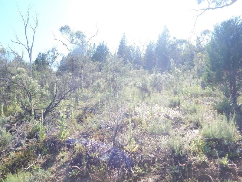 Lot 209 Bidgee Road, Binjura NSW 2630, Image 2