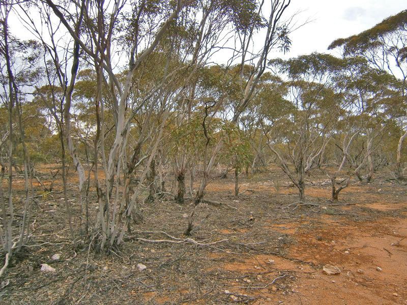 Allotments 2 & 3 Bruns Terrace, Waikerie SA 5330, Image 0