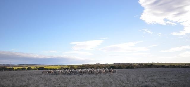 "Maders Block" Bower - Robertstown Road, AUSTRALIA PLAINS SA 5374, Image 0