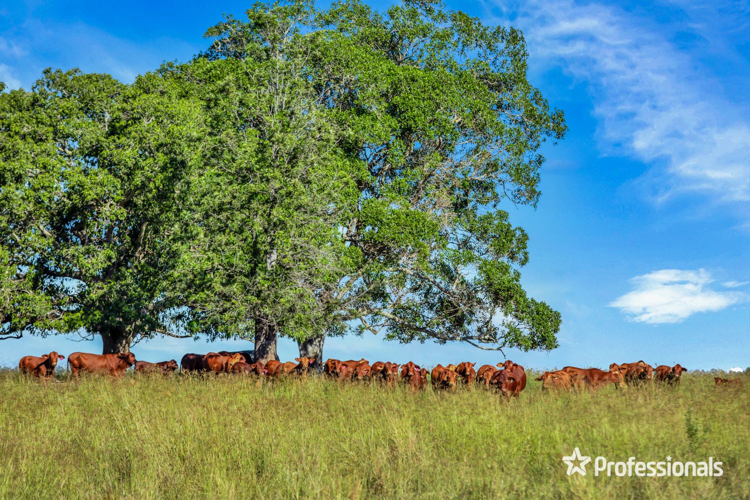 Lot 216 Wide Bay Highway, Lower Wonga QLD 4570, Image 0