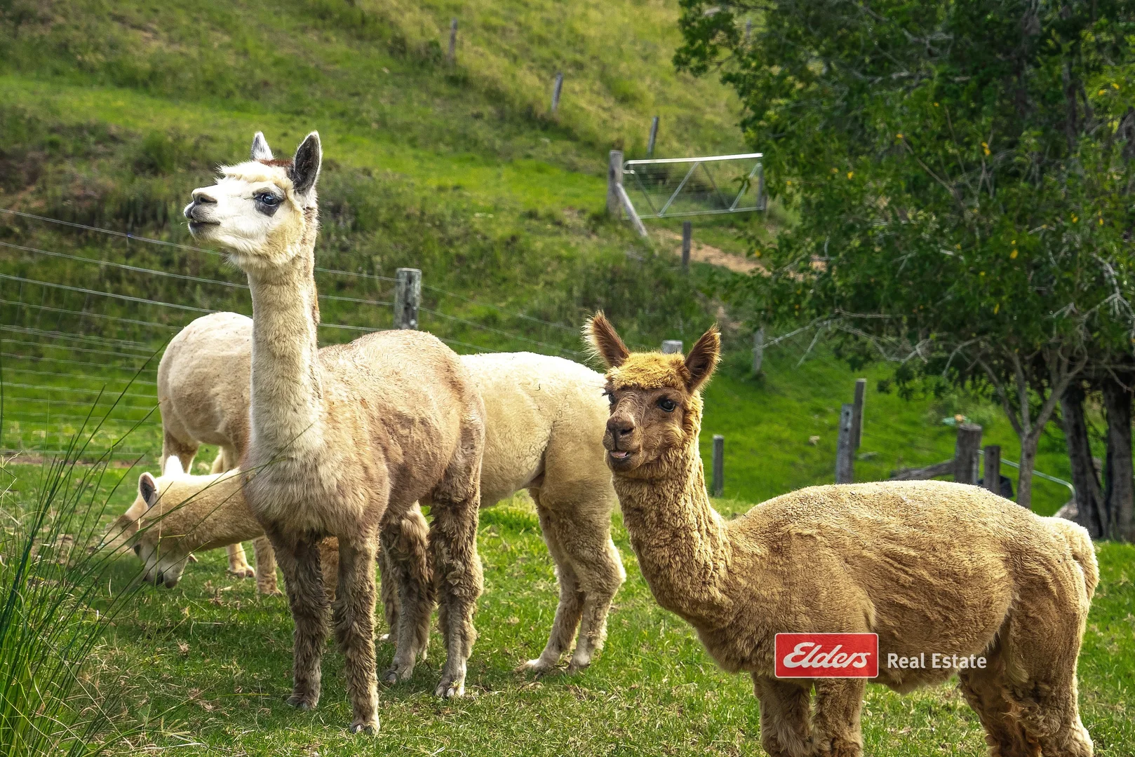 Additional image 27 of 949 Tipperary Road, Tipperary via, Gloucester NSW 2422