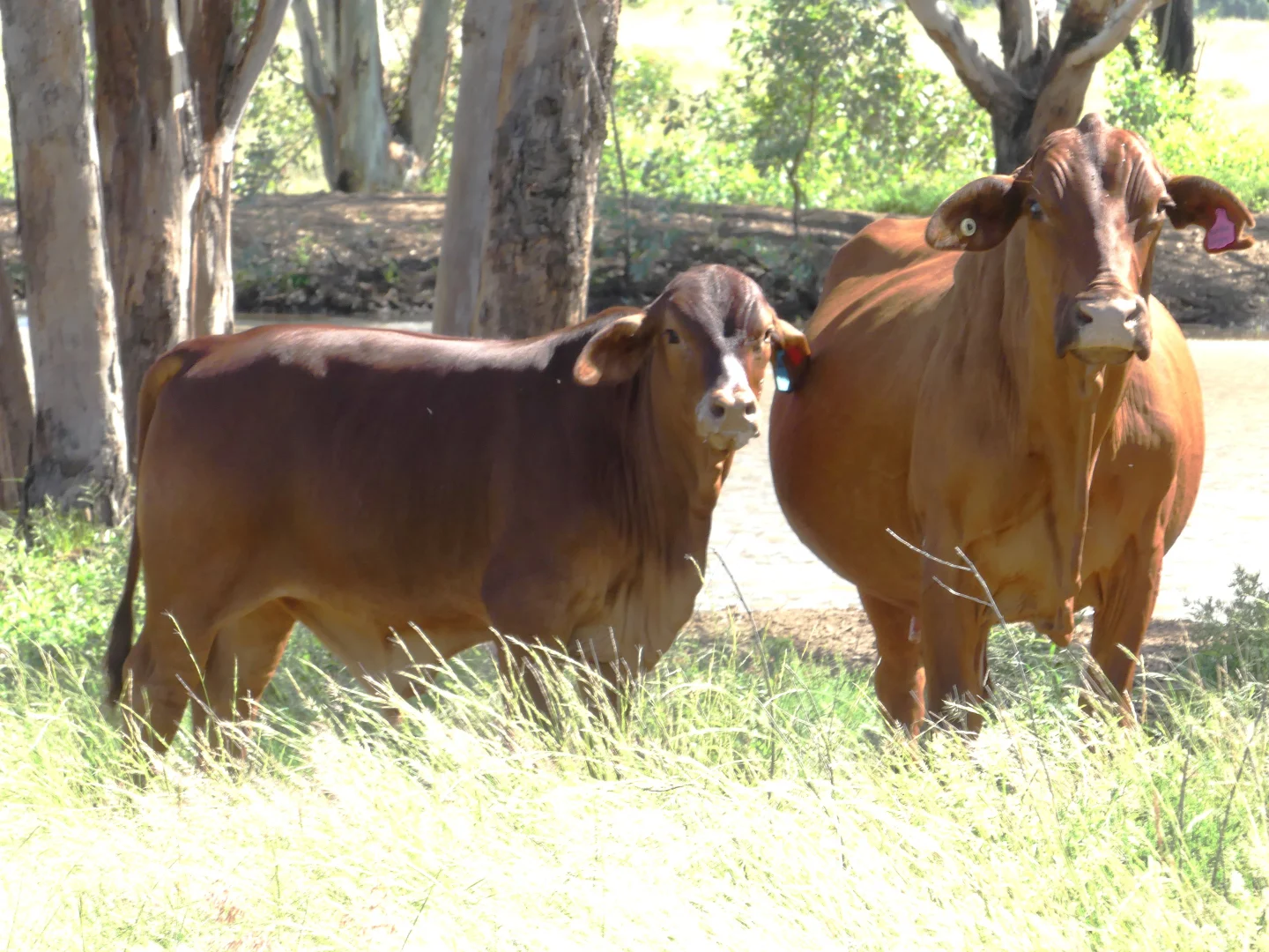 Additional image 28 of 'Langley' 344 Clarke Creek Road, Dulacca QLD 4425