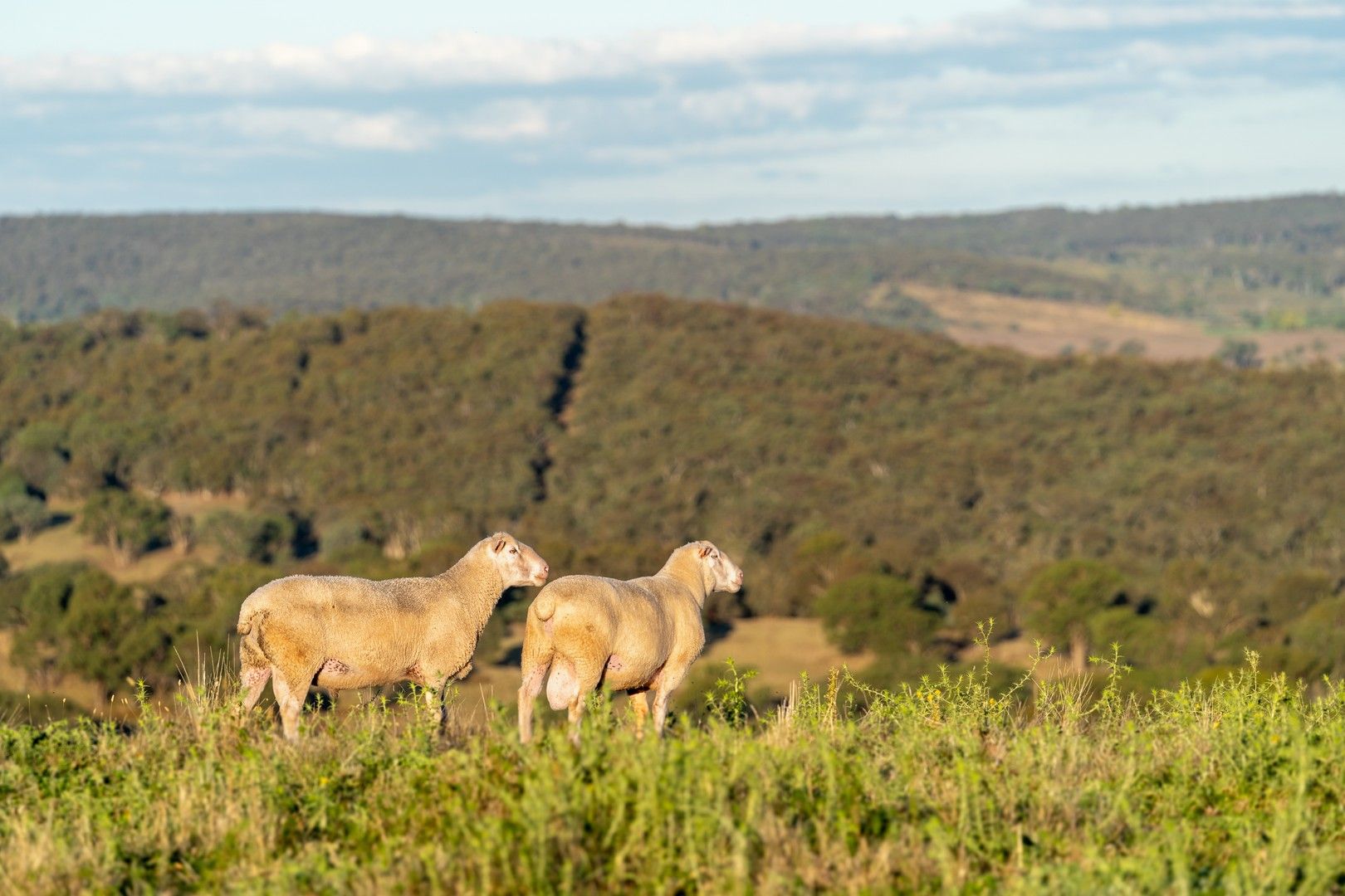 4889 Trunkey Road, Bathurst NSW 2795, Image 0