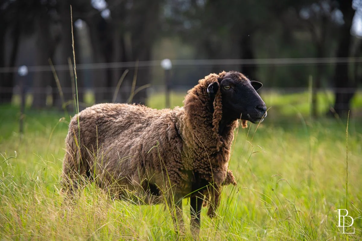 Additional image 26 of 16 Oakbanks Place, Worrigee NSW 2540