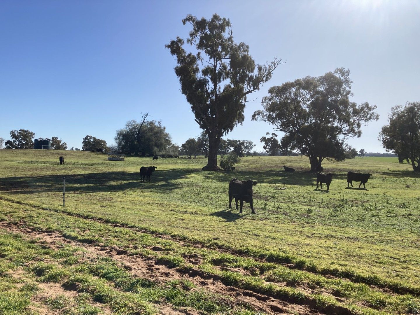 5 bedrooms Specialist Farm in . 'The Springs' Perricoota Road BARHAM NSW, 2732