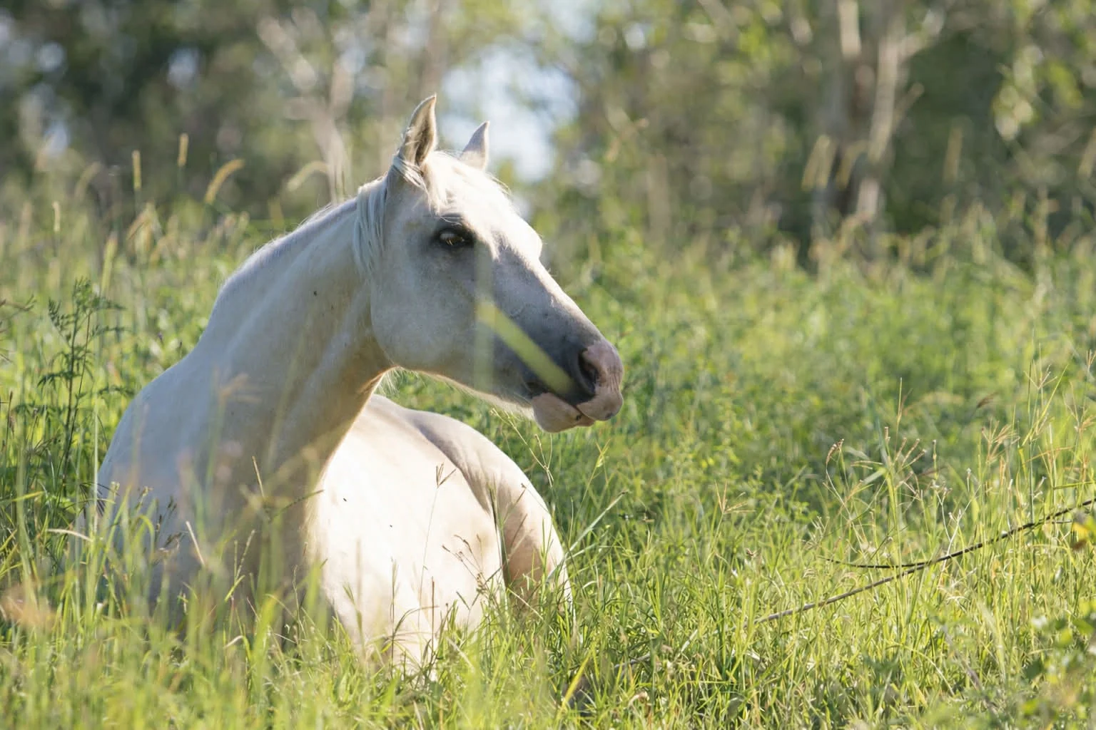 Additional image 32 of 107-115 Garden Road, Cedar Creek QLD 4207
