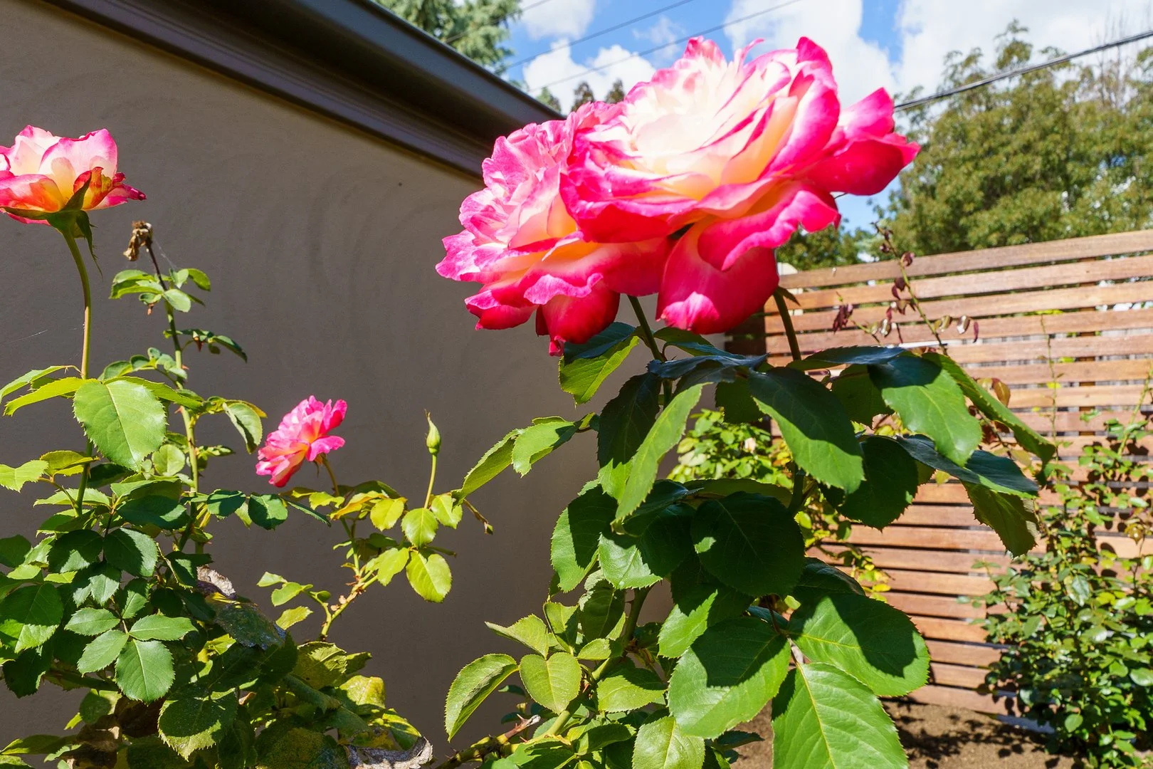 Image 27