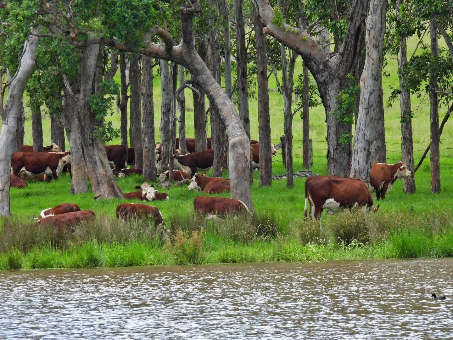336 Grahams Creek Road, Woodenbong NSW 2476 Farm for Sale Domain