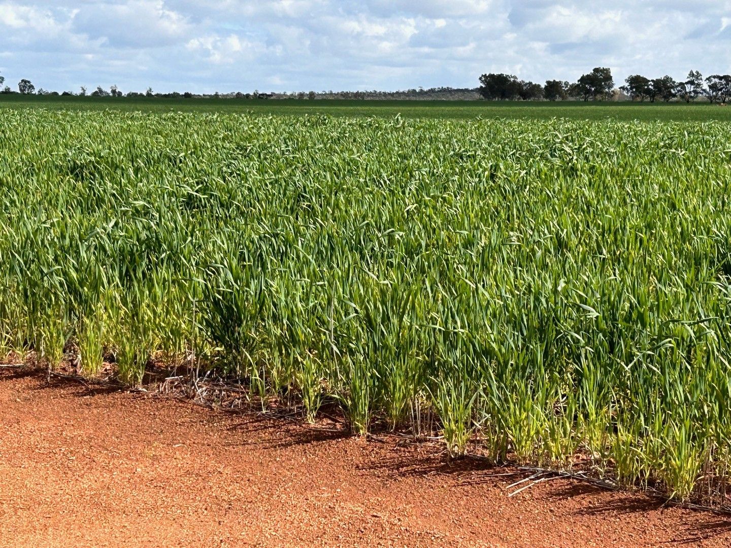 Rural in Lot 801 Carnamah - Perenjori Road, CARNAMAH WA, 6517