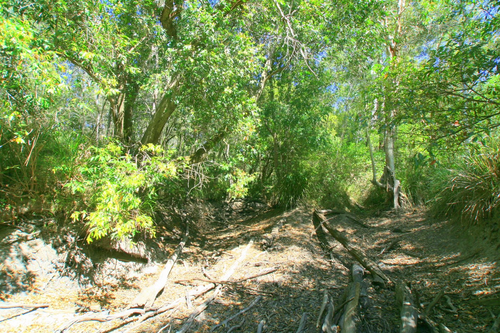 Dillon Road, Captain Creek QLD 4677, Image 1
