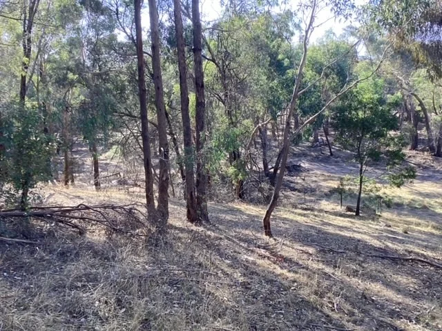 Image 11