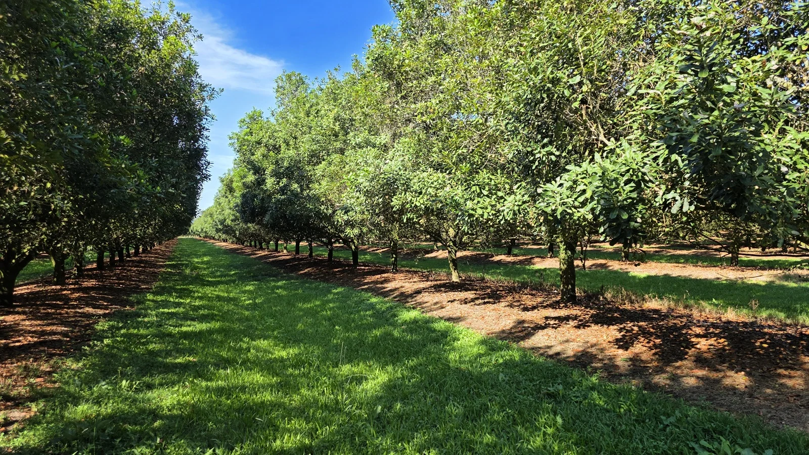 Additional image 13 of 389 Teven Road, Teven NSW 2478