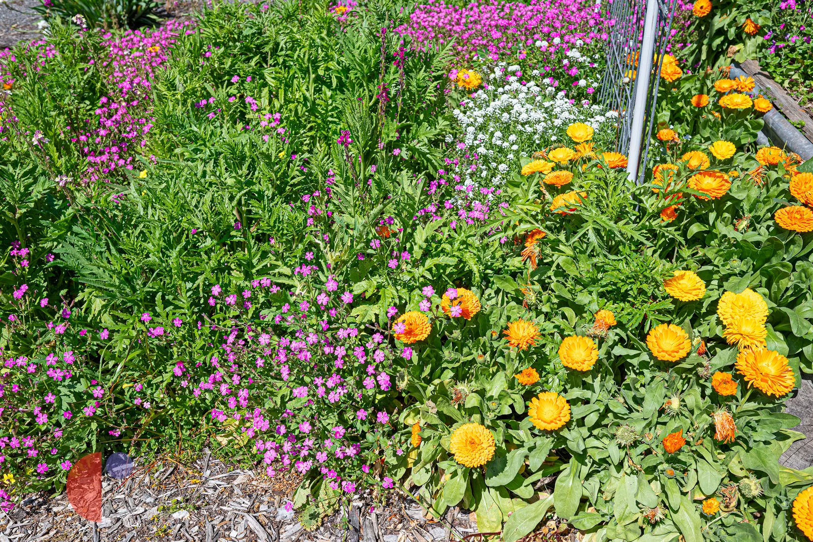Image 11