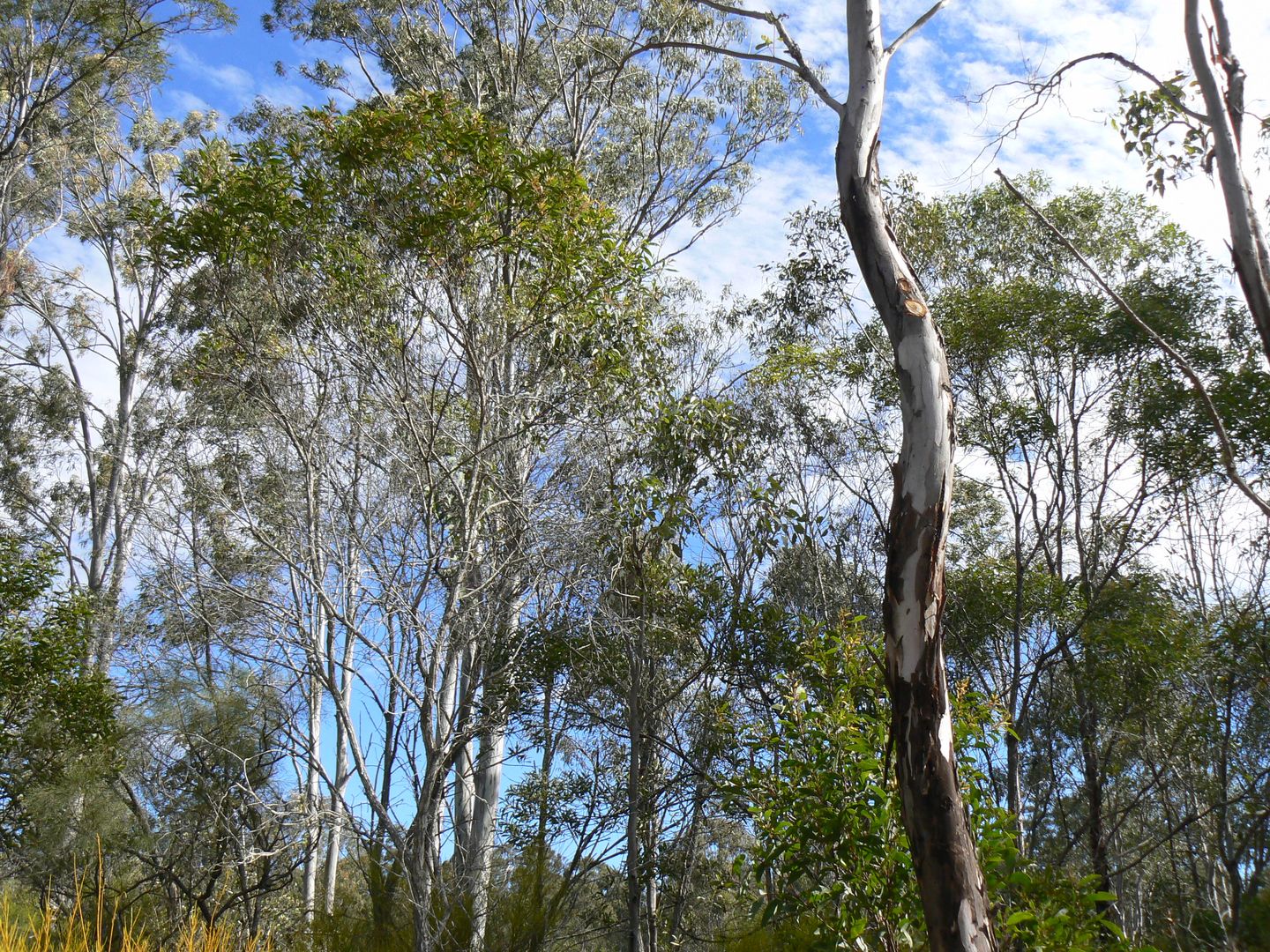 Lot 2 Cameron Road, Blackbutt QLD 4314, Image 2