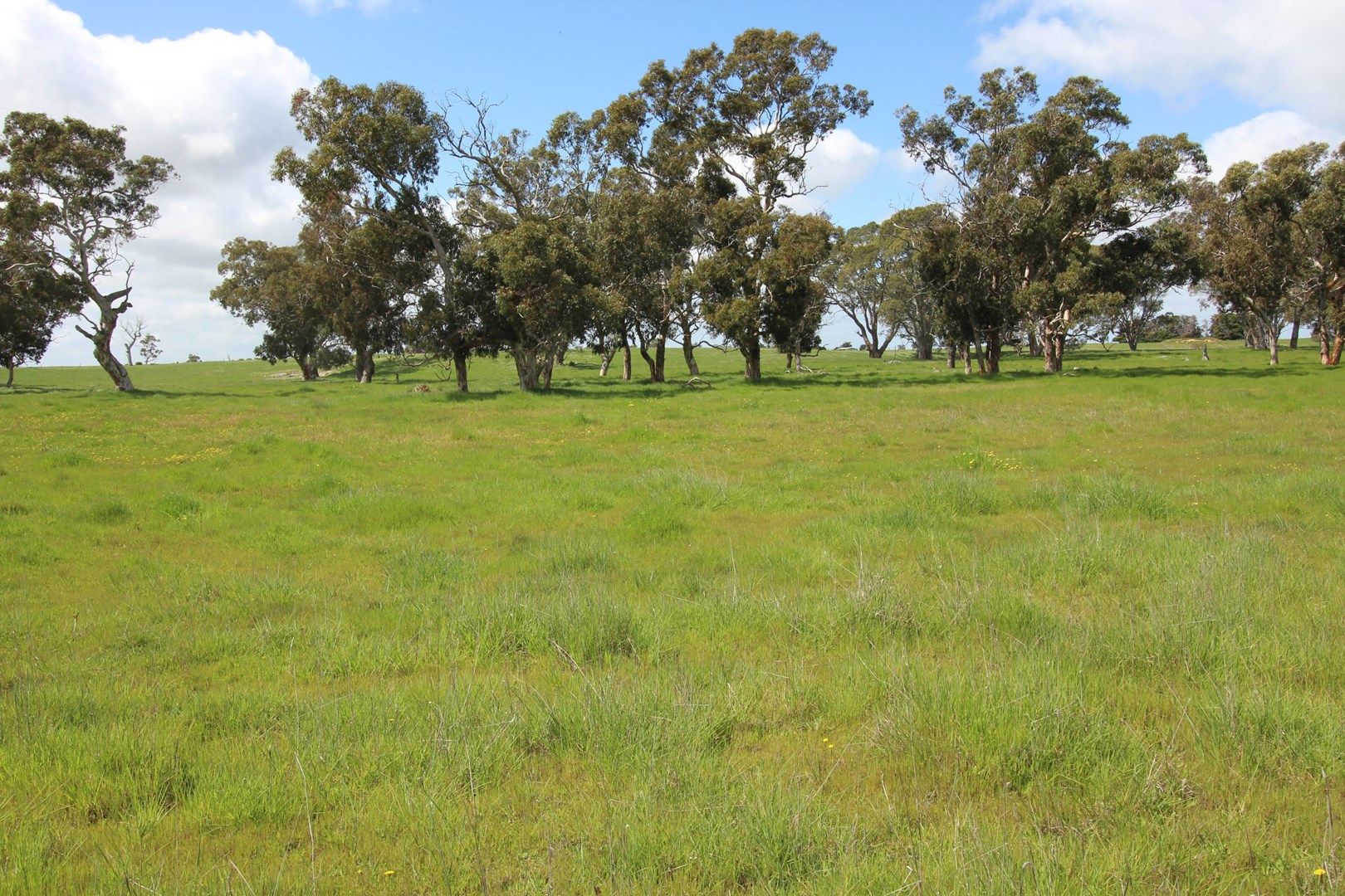 Bridge Road, Naracoorte SA 5271, Image 0