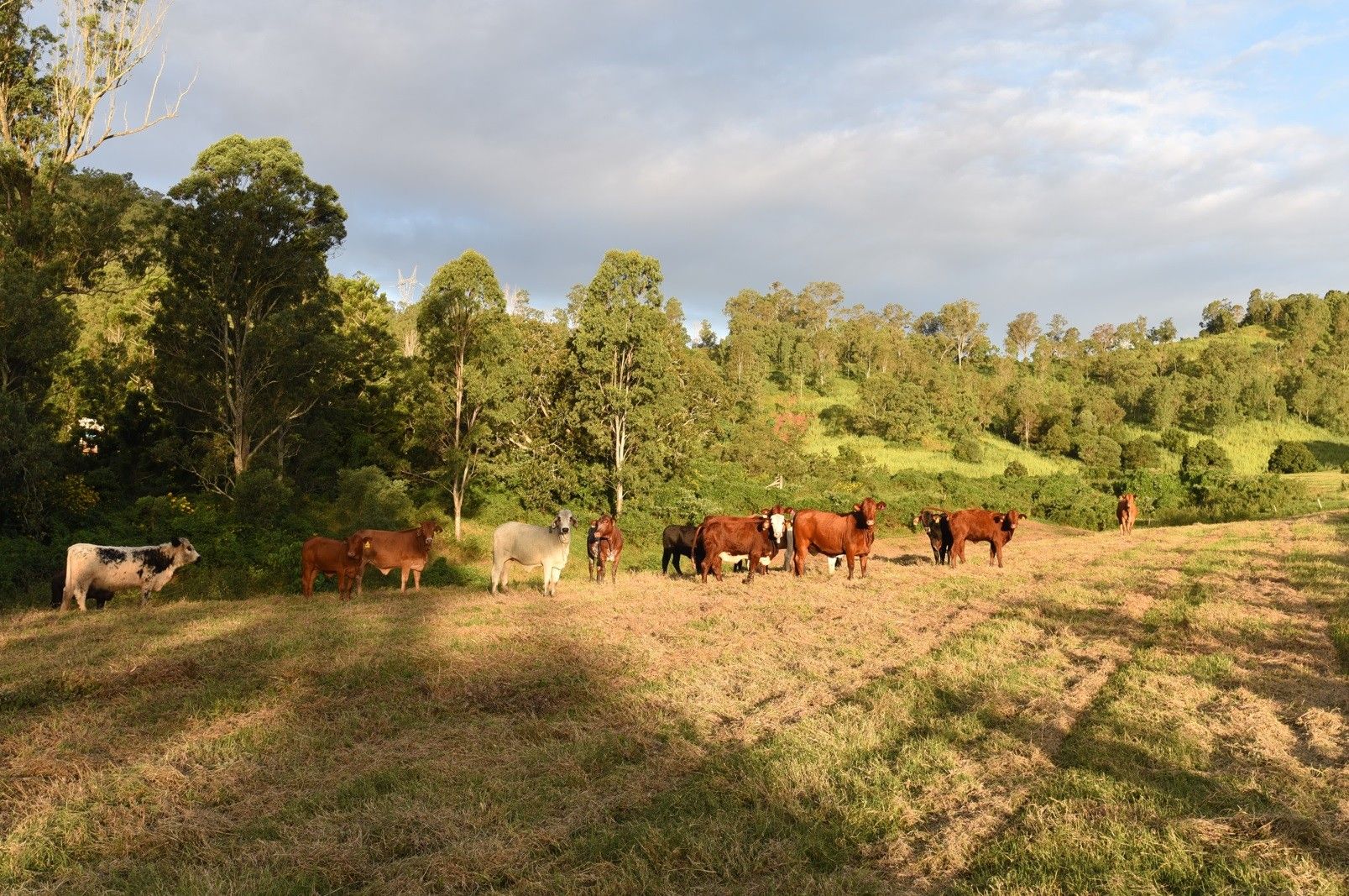 Lot 5 Mary Valley Road, Brooloo QLD 4570 House for Sale 1,100,000