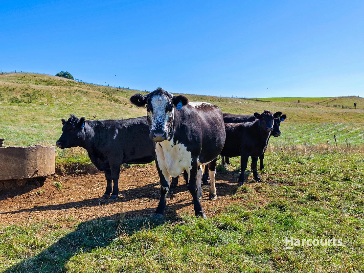 Additional image 11 of 00 Dudfields Road, Mount Hicks TAS 7325