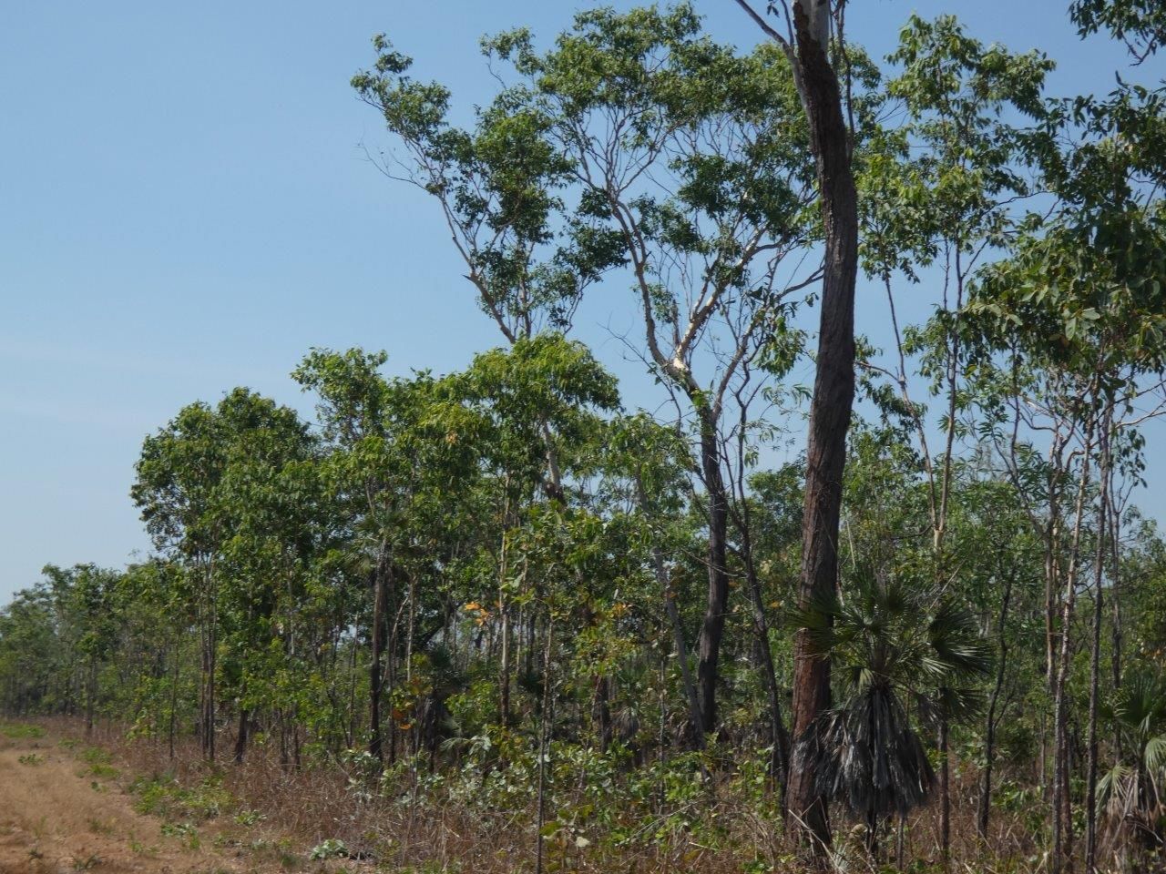 Mielang Road, Blackmore NT 0822 Vacant Land for Sale Domain