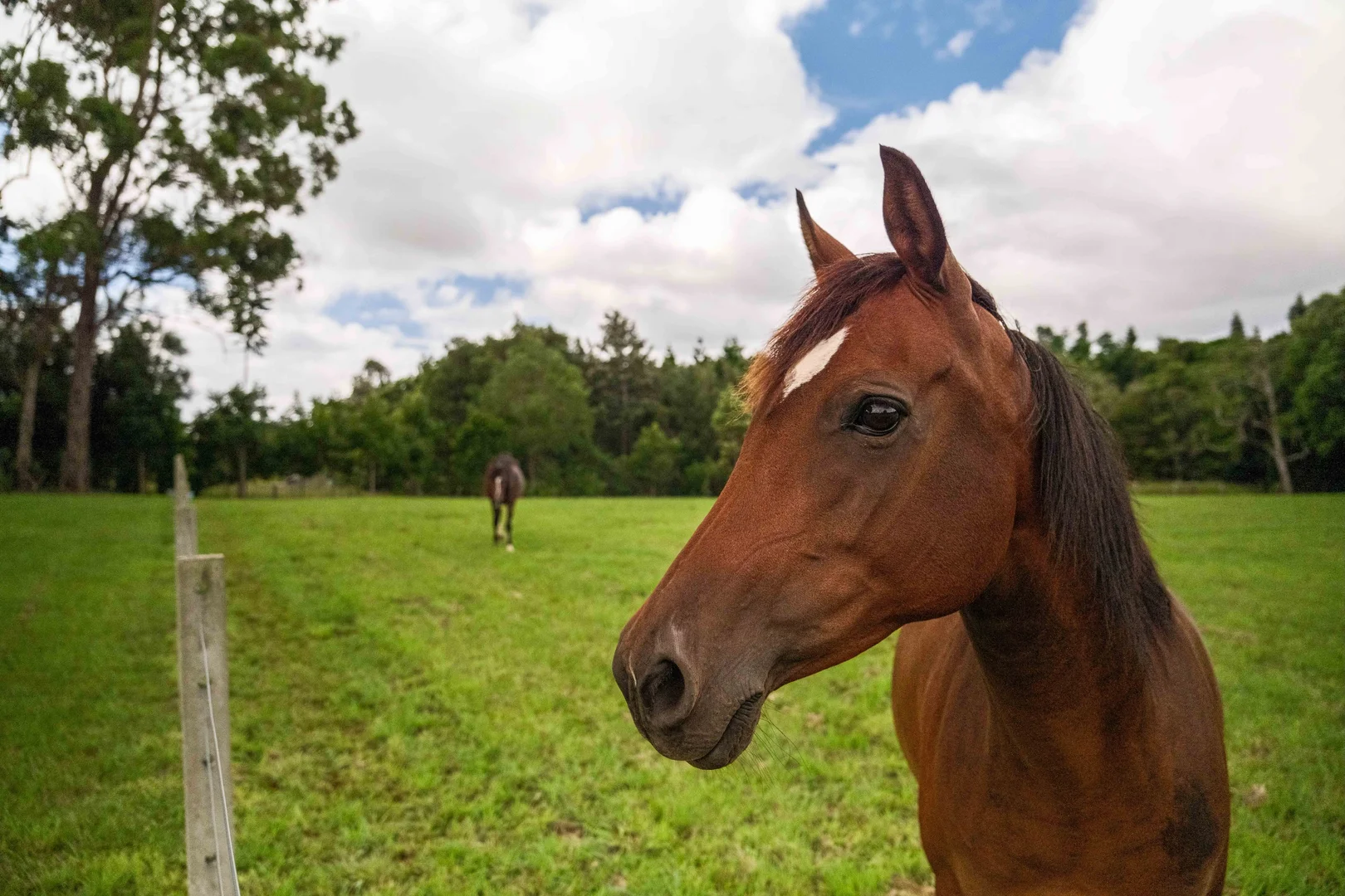 Additional image 37 of 42 May Street, Dunoon NSW 2480
