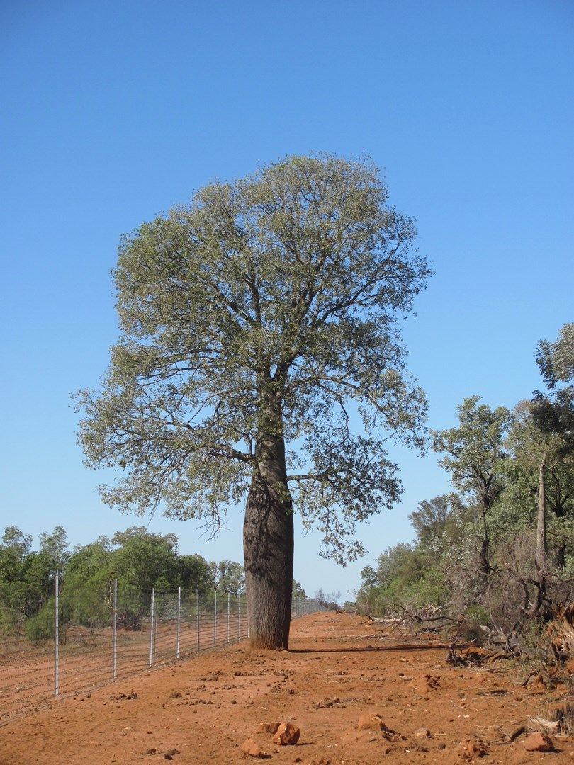 66993 Warrego Highway, Charleville QLD 4470, Image 0