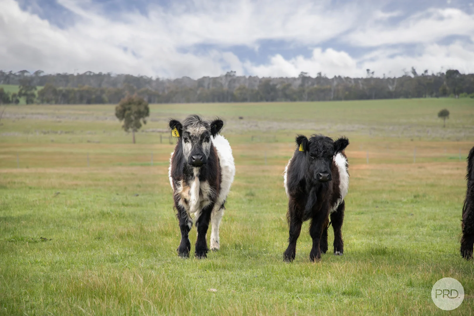 Additional image 10 of Lot CA/53 Scotts Lane, Scotsburn VIC 3352