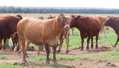 Picture of "EastLea" Chinchilla Wondai Road, CHINCHILLA QLD 4413