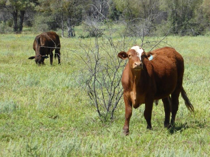 Lot 10 Frames Lane, Blackall QLD 4472, Image 1