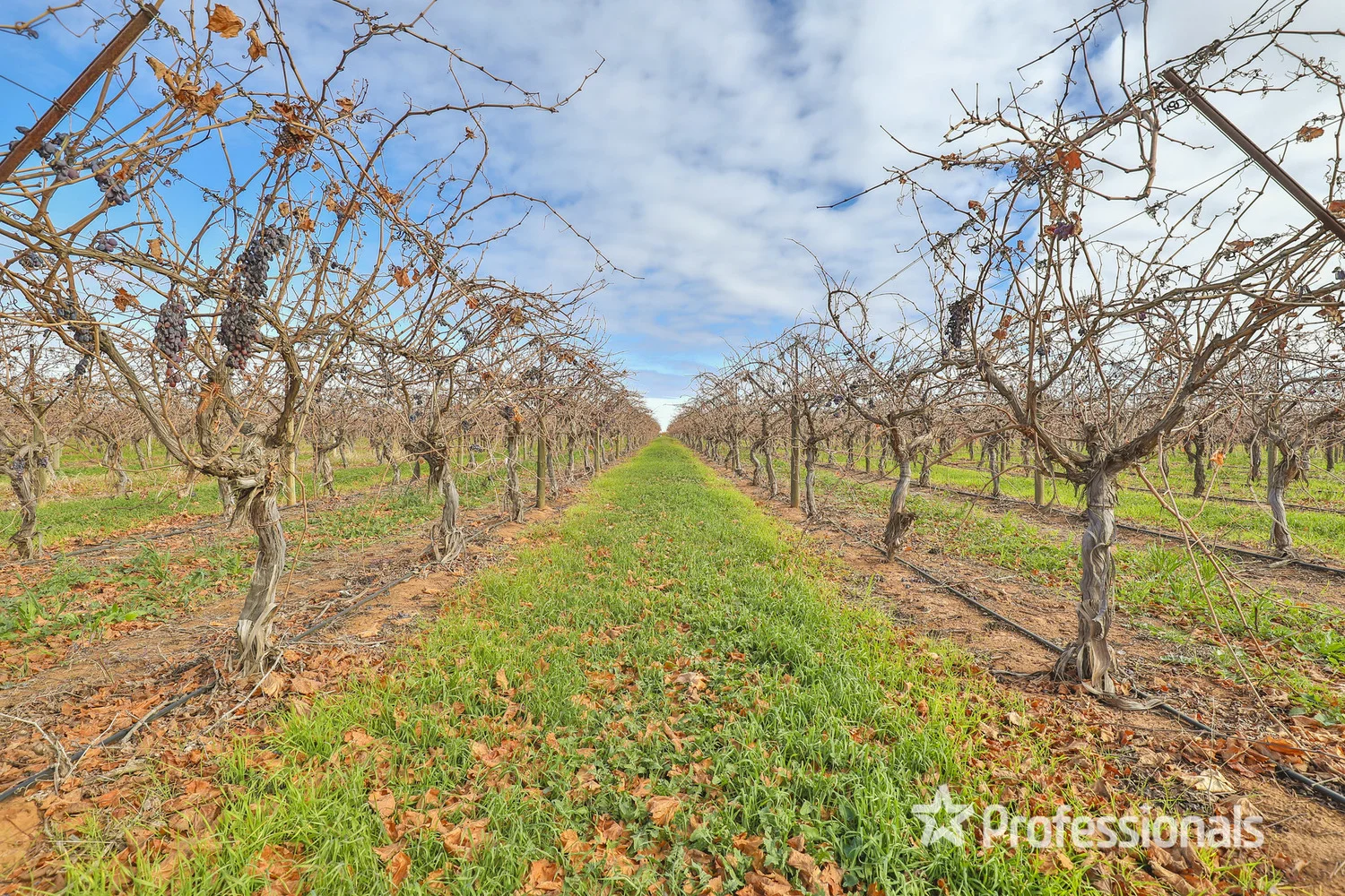 Additional image 6 of 248 Sunnycliffs Crescent, Red Cliffs VIC 3496