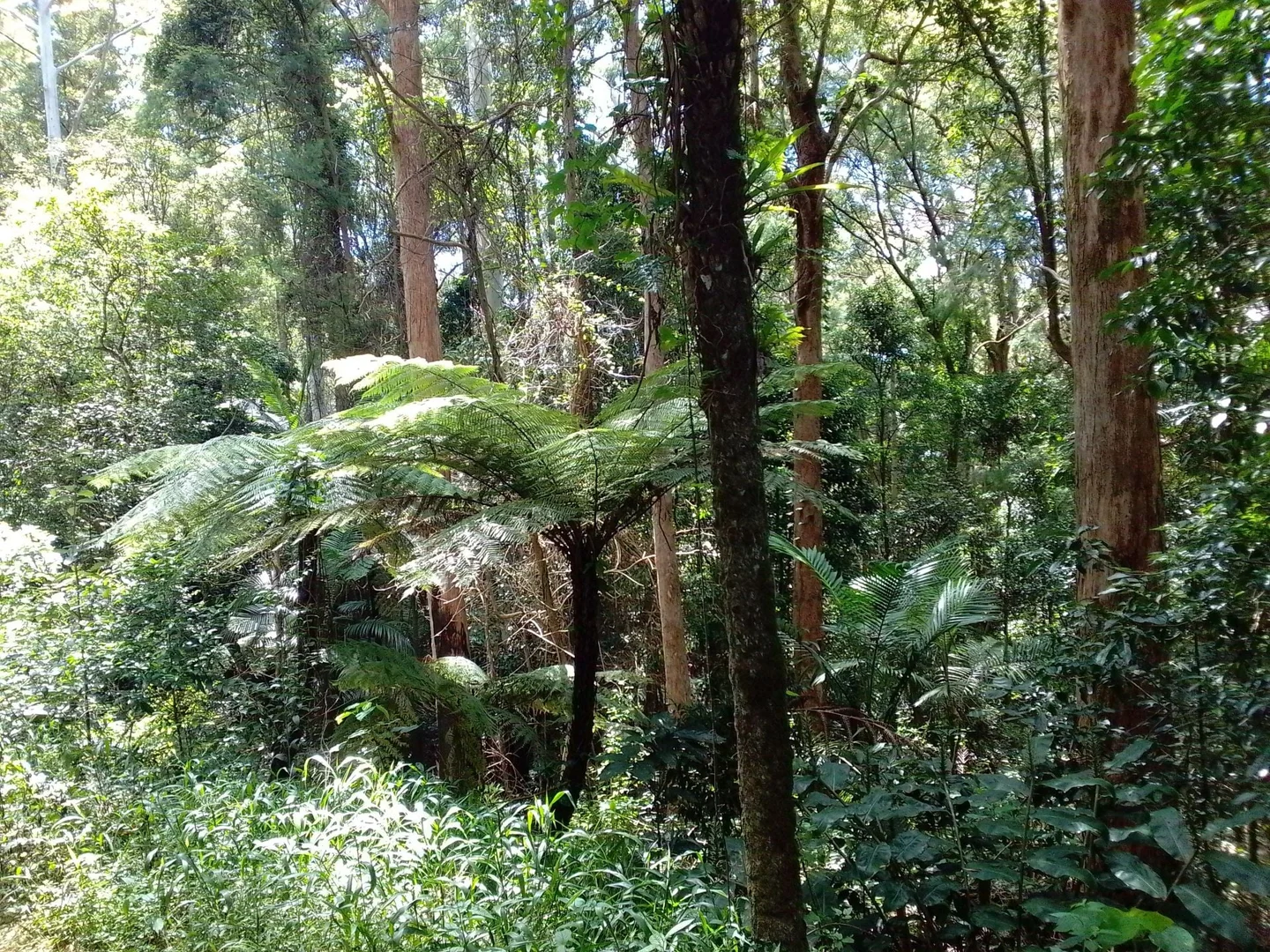 Additional image 10 of 2195 Springbrook Road, Springbrook QLD 4213