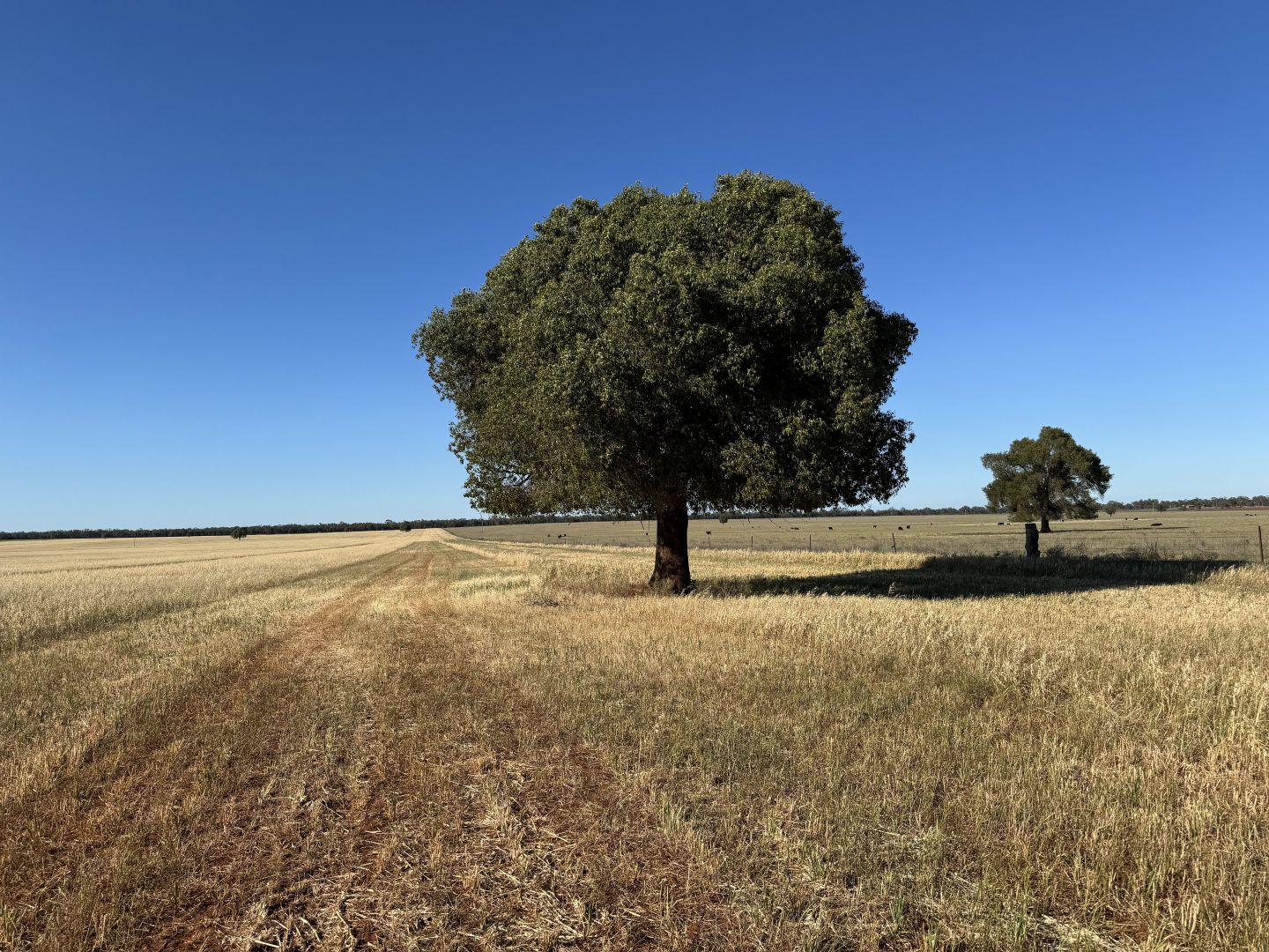 'Boree Glen' 456 Whymarks Lane, Tullibigeal NSW 2669, Image 1