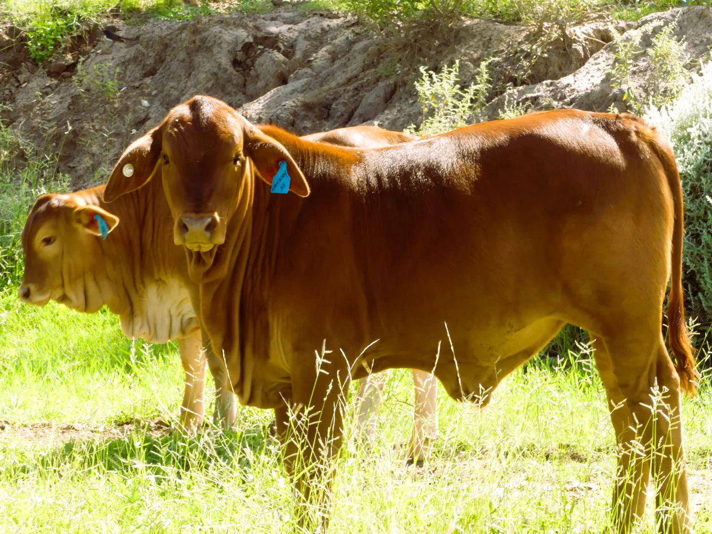 Additional image 25 of 'Langley' 344 Clarke Creek Road, Dulacca QLD 4425