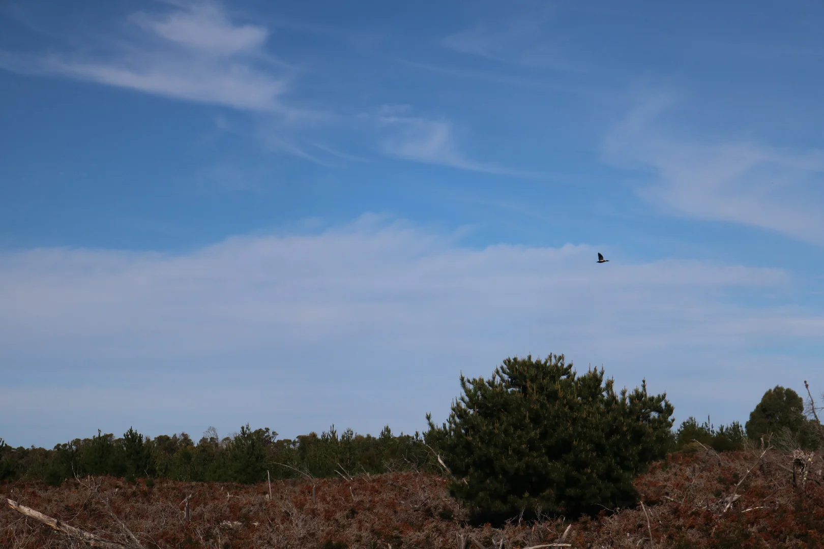 Image 32