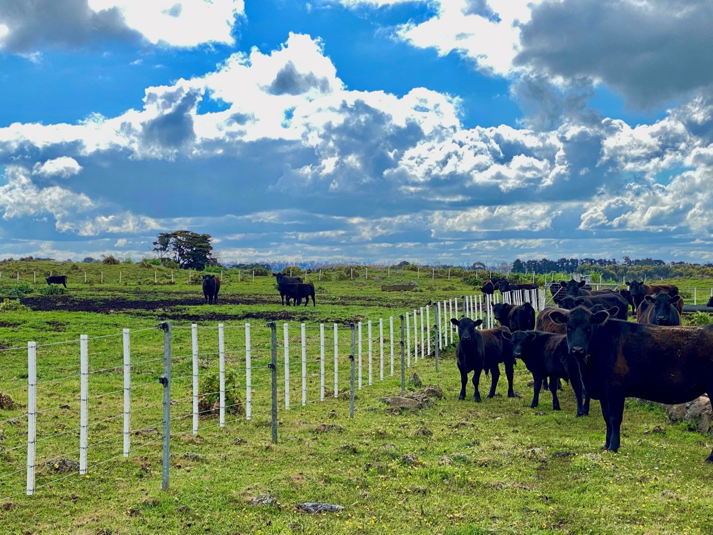 285 Chatsworth Road, Derrinallum Property History & Address Research