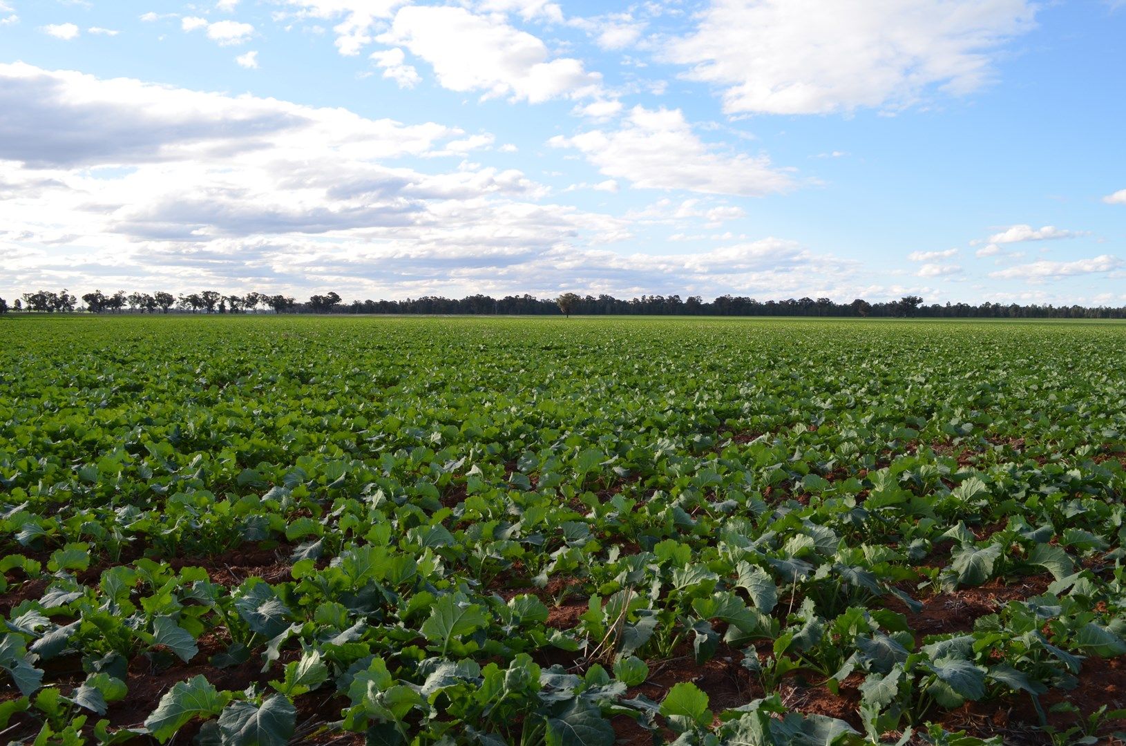 Grenfell NSW 2810, Image 0