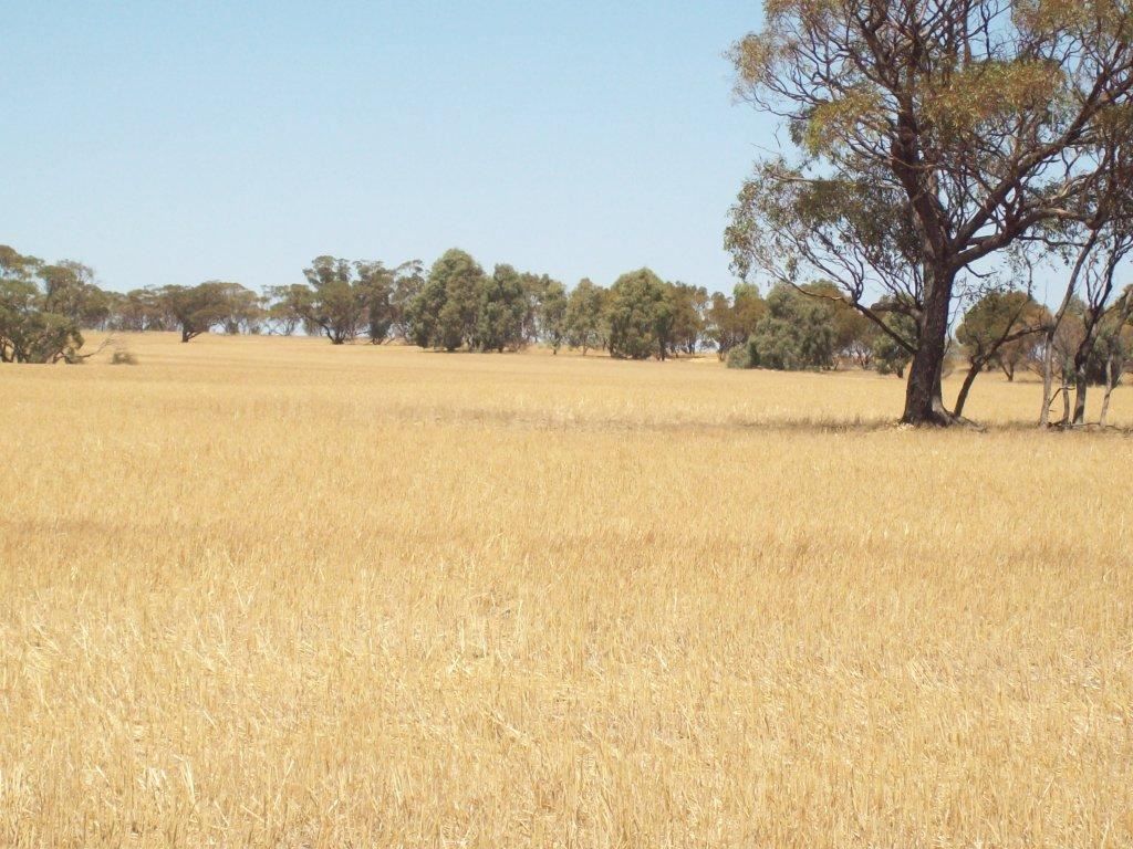 Cunderdin WA 6407, Image 0