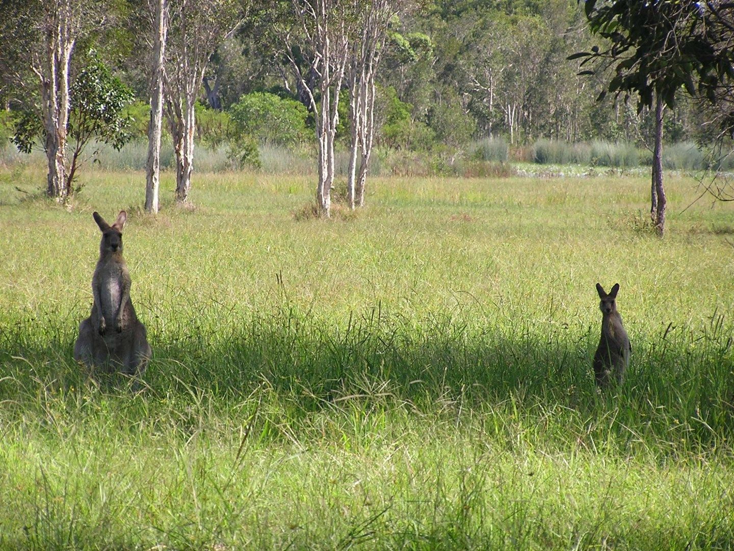 Lot 80 Lancaster Lane, Cooroibah QLD 4565, Image 0